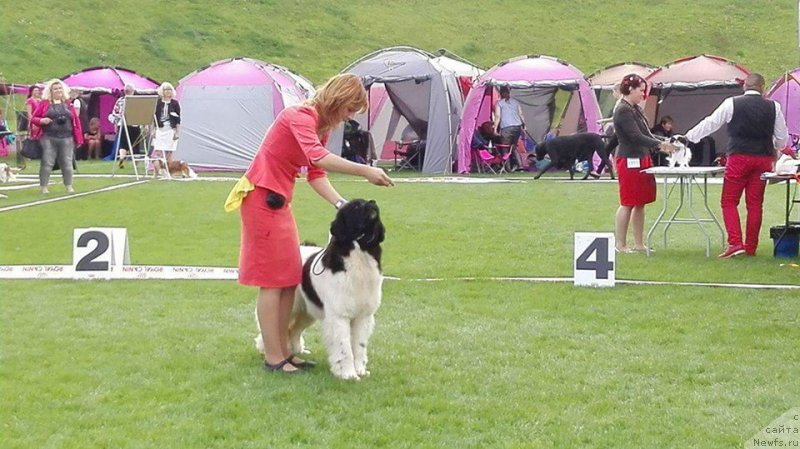 Фото: ньюфаундленд Super Bizon Russkaya Ruletka (Супер Бизон Русская Рулетка)