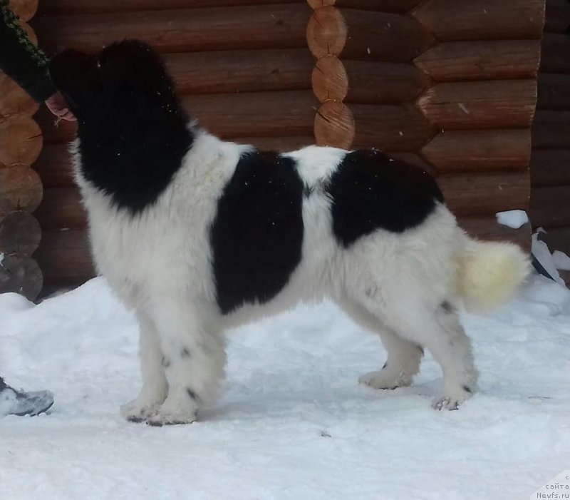 Фото: ньюфаундленд Super Bizon Russkaya Ruletka (Супер Бизон Русская Рулетка)