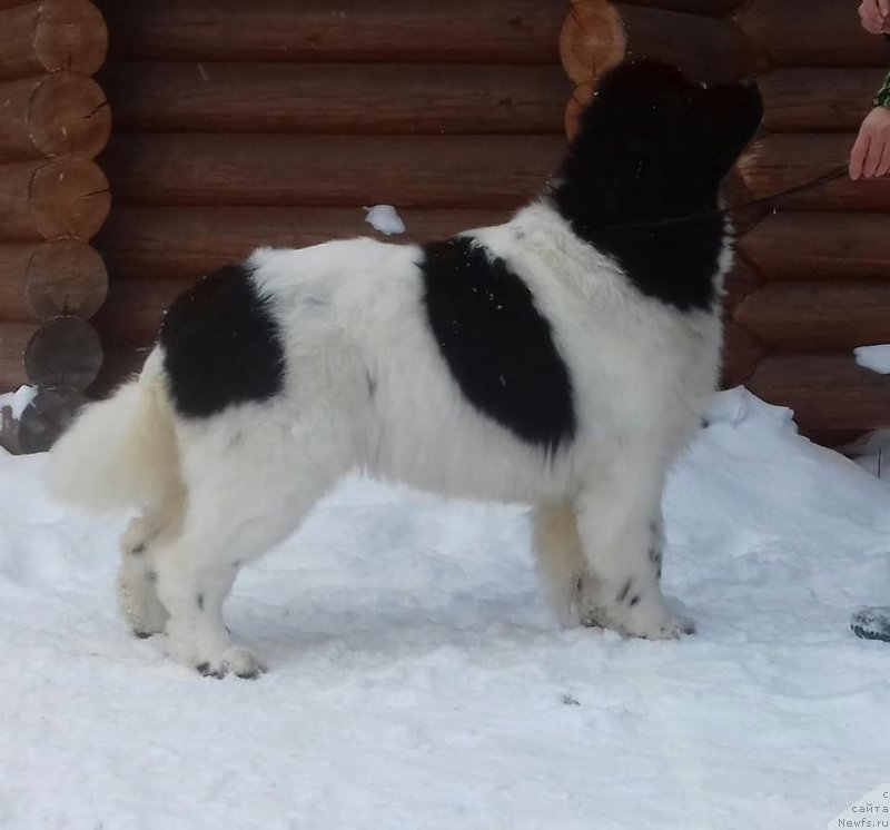 Фото: ньюфаундленд Super Bizon Russkaya Ruletka (Супер Бизон Русская Рулетка)