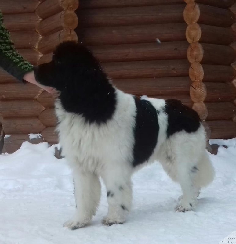 Фото: ньюфаундленд Super Bizon Russkaya Ruletka (Супер Бизон Русская Рулетка)