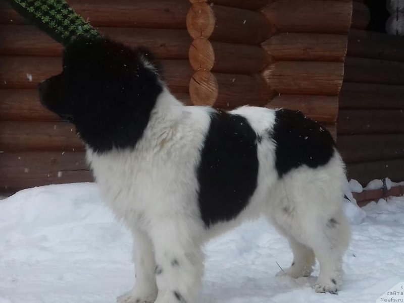 Фото: ньюфаундленд Super Bizon Russkaya Ruletka (Супер Бизон Русская Рулетка)