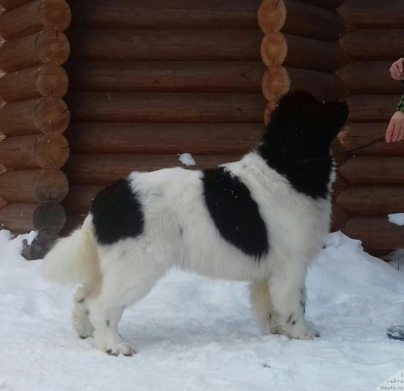 Фото: ньюфаундленд Super Bizon Russkaya Ruletka (Супер Бизон Русская Рулетка)