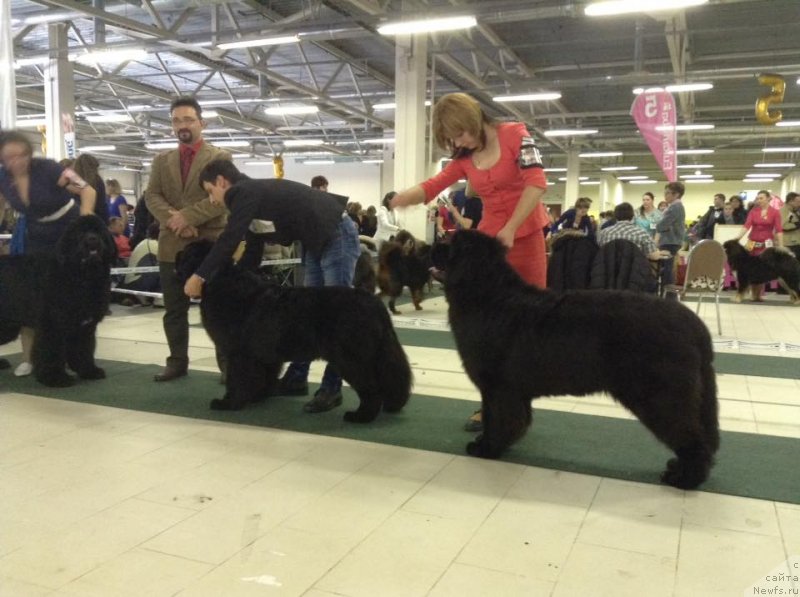 Фото: ньюфаундленд Zlato Volmari Boss (Злато Волмари Босс)