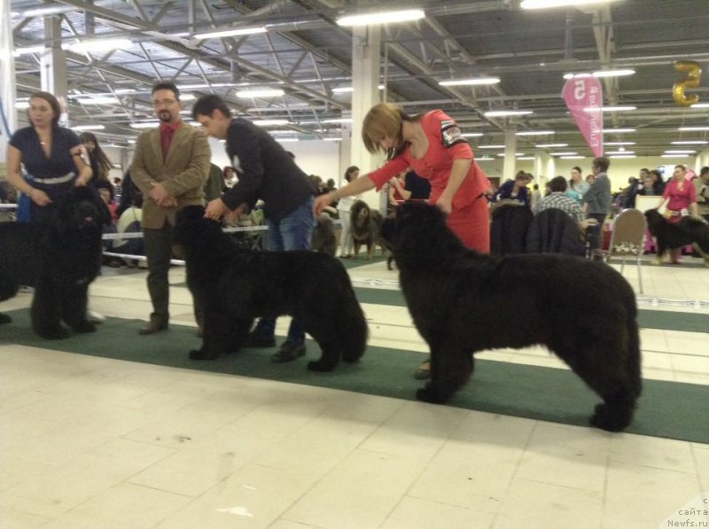 Фото: ньюфаундленд Zlato Volmari Boss (Злато Волмари Босс)