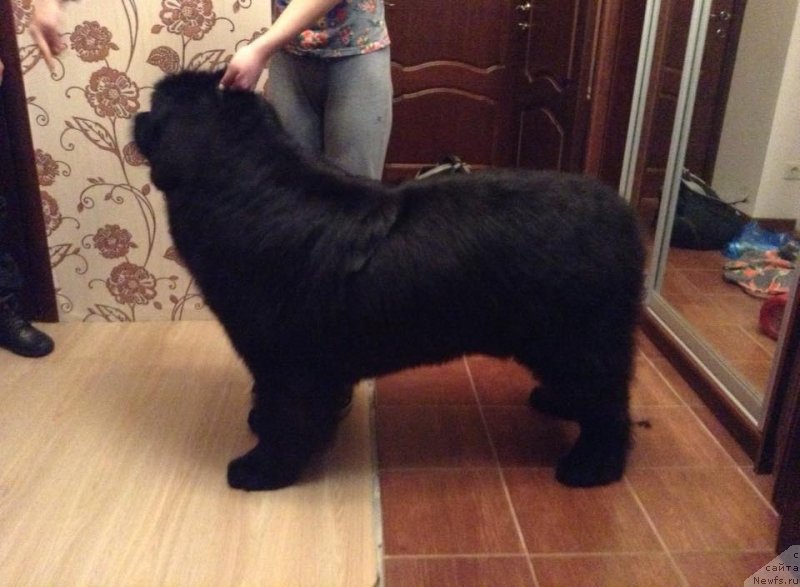 Фото: ньюфаундленд Zlato Volmari Boss (Злато Волмари Босс)