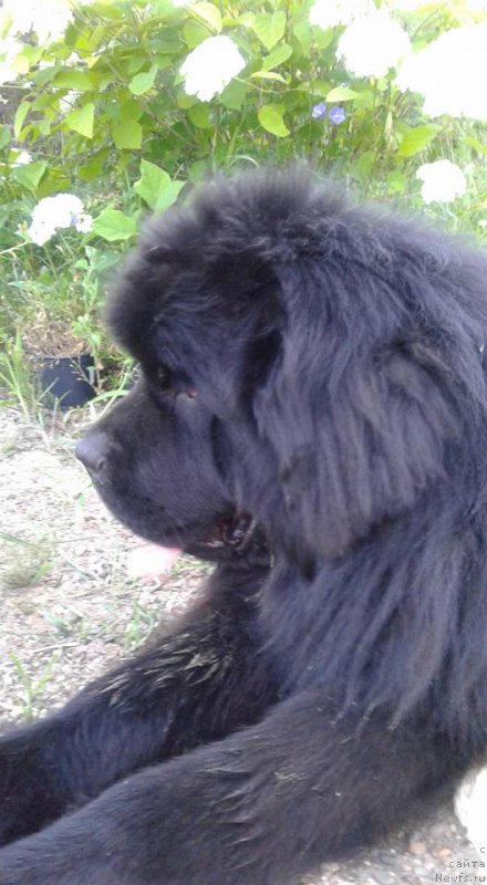 Фото: ньюфаундленд Zlato Volmari Boss (Злато Волмари Босс)