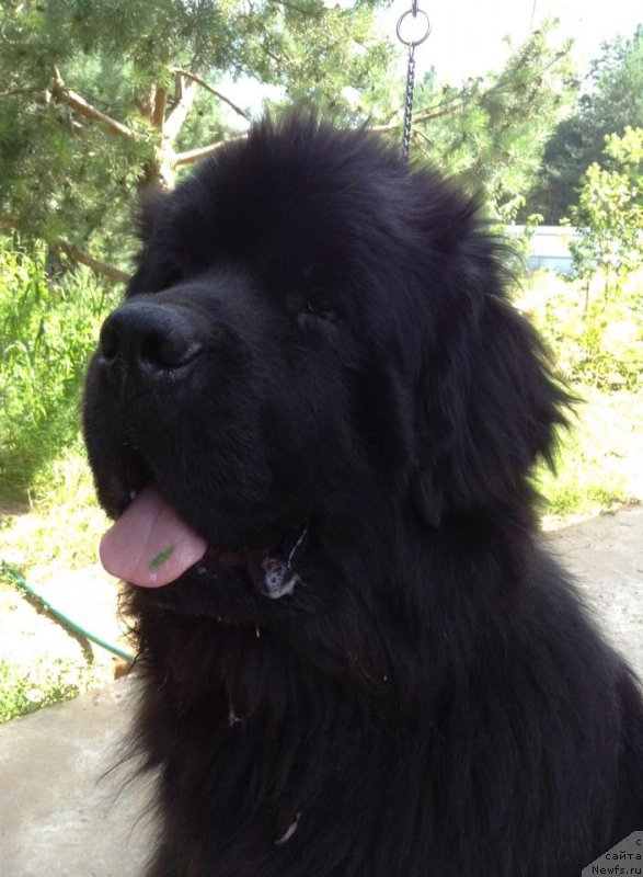 Фото: ньюфаундленд Zlato Volmari Boss (Злато Волмари Босс)