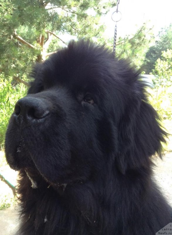 Фото: ньюфаундленд Zlato Volmari Boss (Злато Волмари Босс)