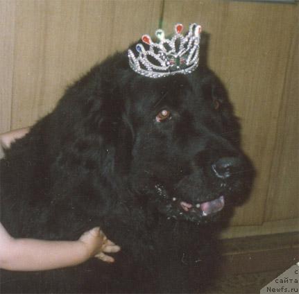 Фото: ньюфаундленд Aydana Bin-Biy (Айдана Бин-Бий)