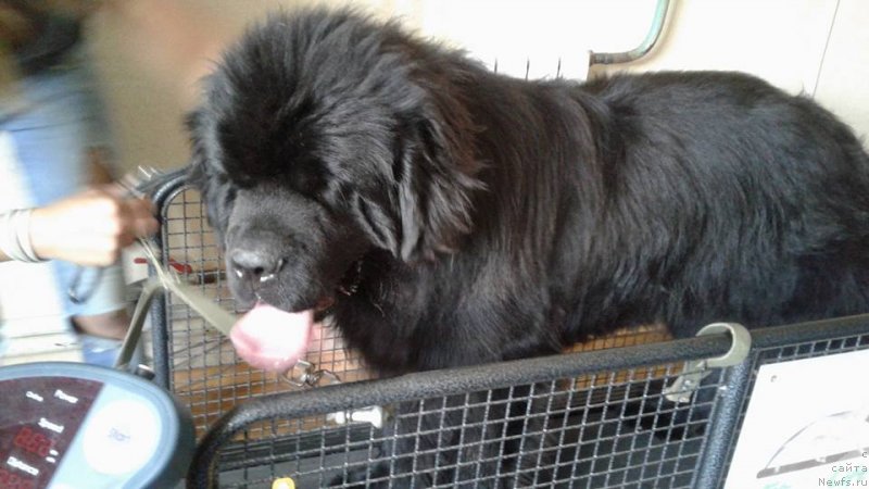 Фото: ньюфаундленд Zlato Volmari Boss (Злато Волмари Босс)