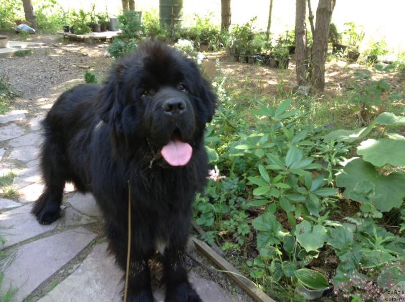Фото: ньюфаундленд Zlato Volmari Boss (Злато Волмари Босс)