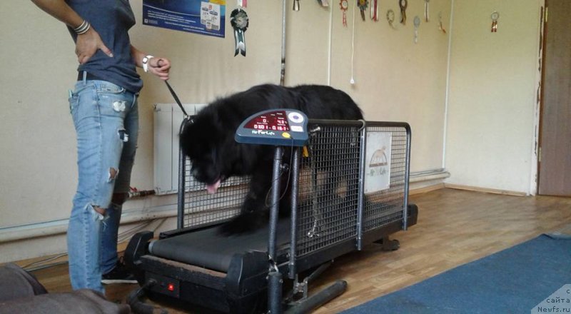 Фото: ньюфаундленд Zlato Volmari Boss (Злато Волмари Босс)