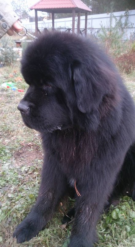 Фото: ньюфаундленд Zlato Volmari Boss (Злато Волмари Босс)