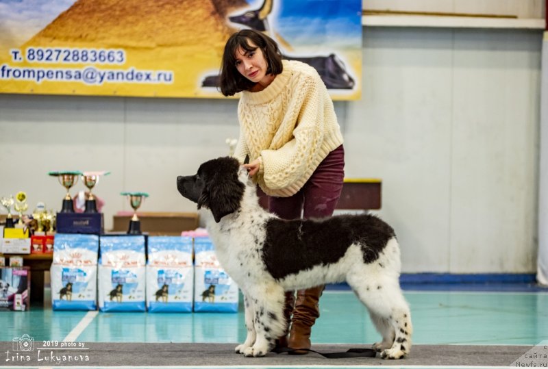 Фото: ньюфаундленд Jemchujina Onegi ot Karel'skih Medvedey (Жемчужина Онеги от Карельских Медведей)