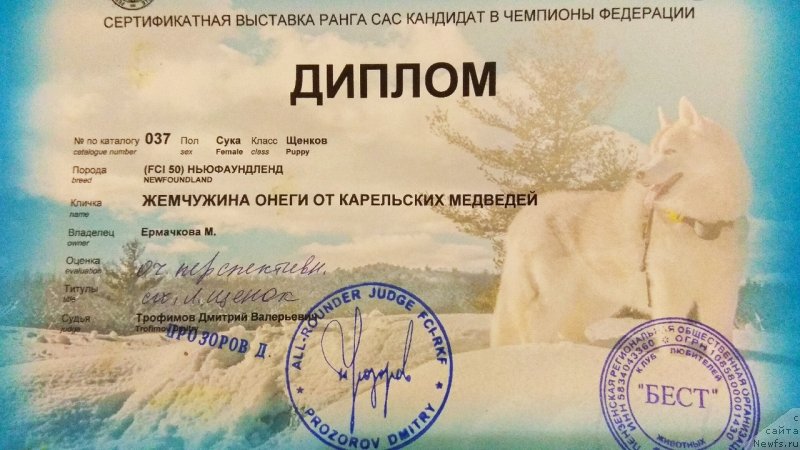 Фото: ньюфаундленд Jemchujina Onegi ot Karel'skih Medvedey (Жемчужина Онеги от Карельских Медведей)