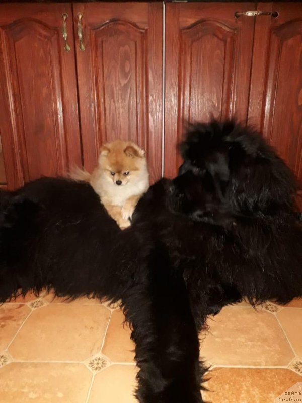 Фото: ньюфаундленд Moya Stihiya Imperatrica Mariya (Моя Стихия Императрица Мария)