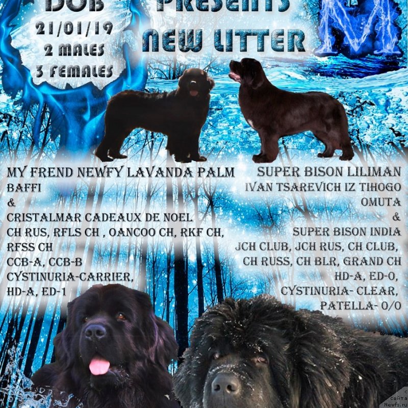 Фото: ньюфаундленд May Frend Newfy Lavender Palm (Май Френд Ньюфи Лавендэ Палм)