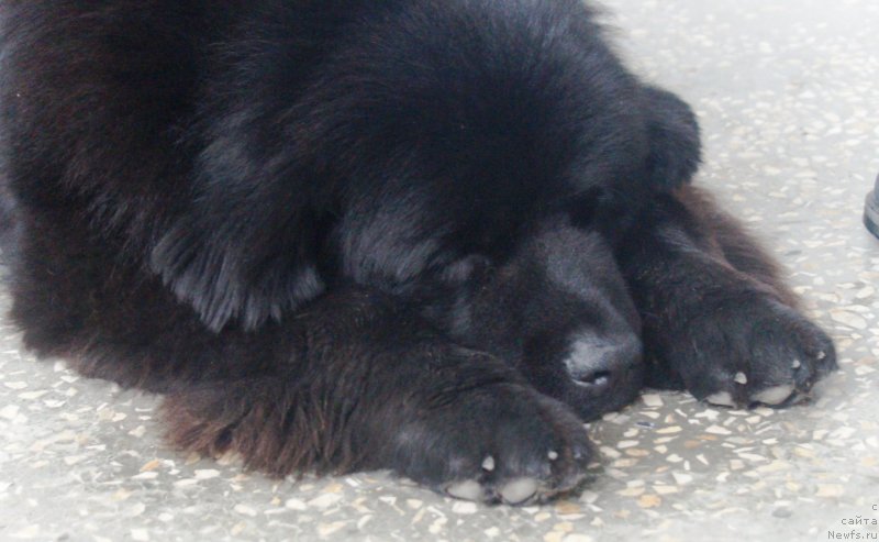 Фотография № 241534