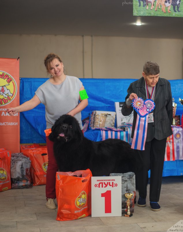Фото: ньюфаундленд Belkonder-Klab Marsel'eza (Белкондер-Клаб Марсельеза), YUliya Kulinich (Юлия Кулинич)
