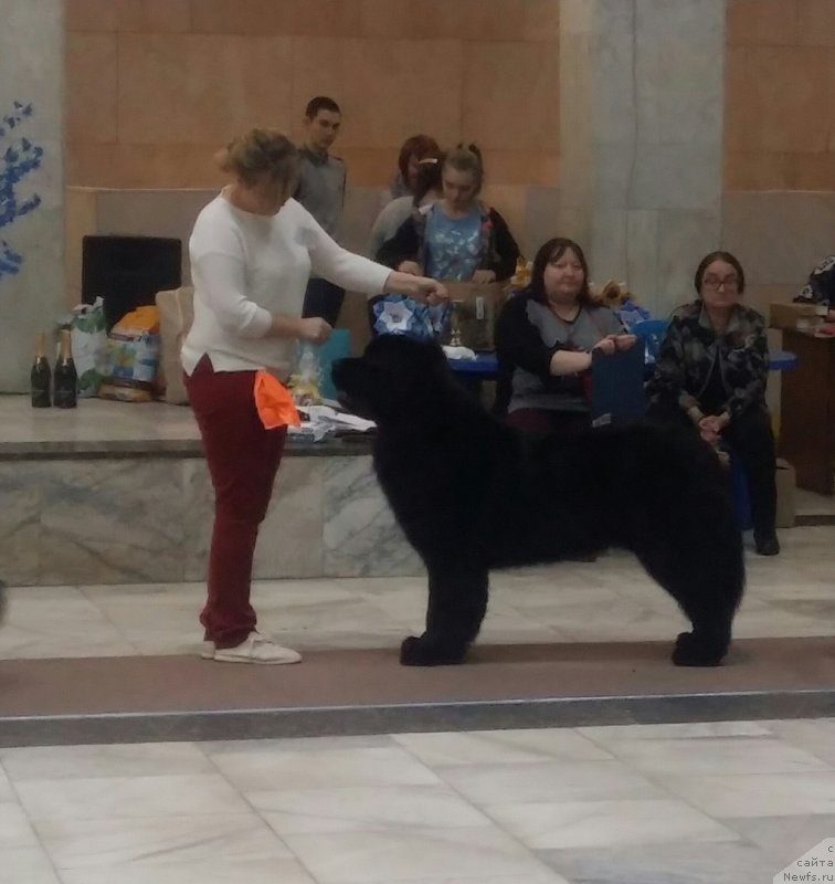 Фото: ньюфаундленд Belkonder-Klab Marsel'eza (Белкондер-Клаб Марсельеза), YUliya Kulinich (Юлия Кулинич)