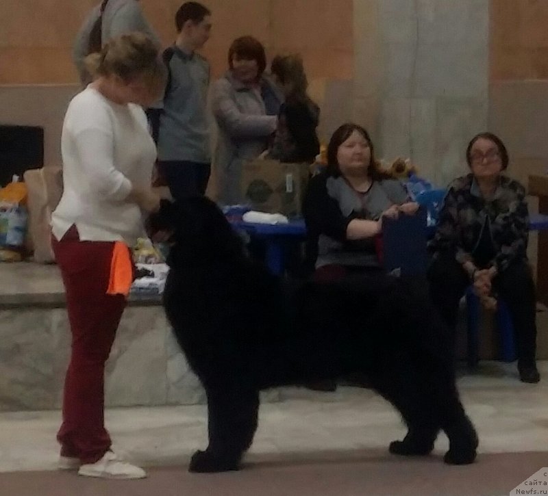 Фото: ньюфаундленд Belkonder-Klab Marsel'eza (Белкондер-Клаб Марсельеза), YUliya Kulinich (Юлия Кулинич)