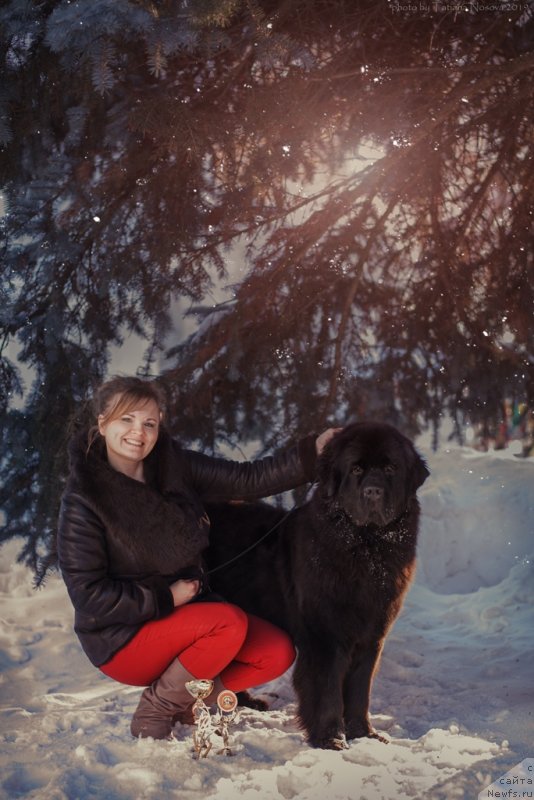 Фото: ньюфаундленд Belkonder-Klab Marsel'eza (Белкондер-Клаб Марсельеза), YUliya Kulinich (Юлия Кулинич)
