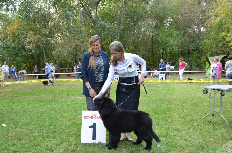 Фото: ньюфаундленд YElis Blyuz Potap Potapyich (Элис Блюз Потап Потапыч)