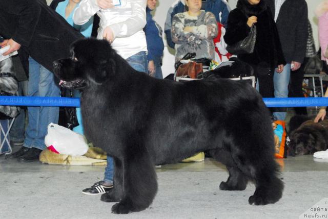 Фото: ньюфаундленд O Black Diamond Little Bear (О Блек Диамонд Литтл Беар)