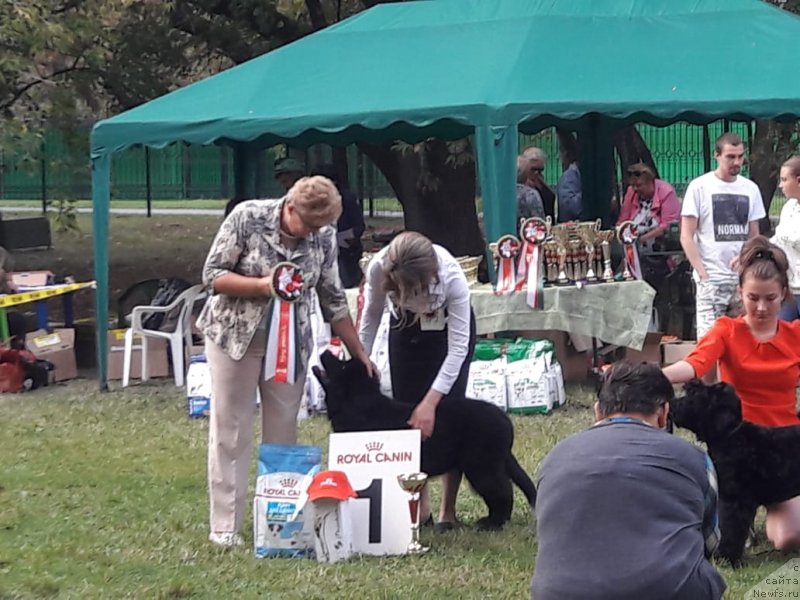 Фото: ньюфаундленд YElis Blyuz Potap Potapyich (Элис Блюз Потап Потапыч)
