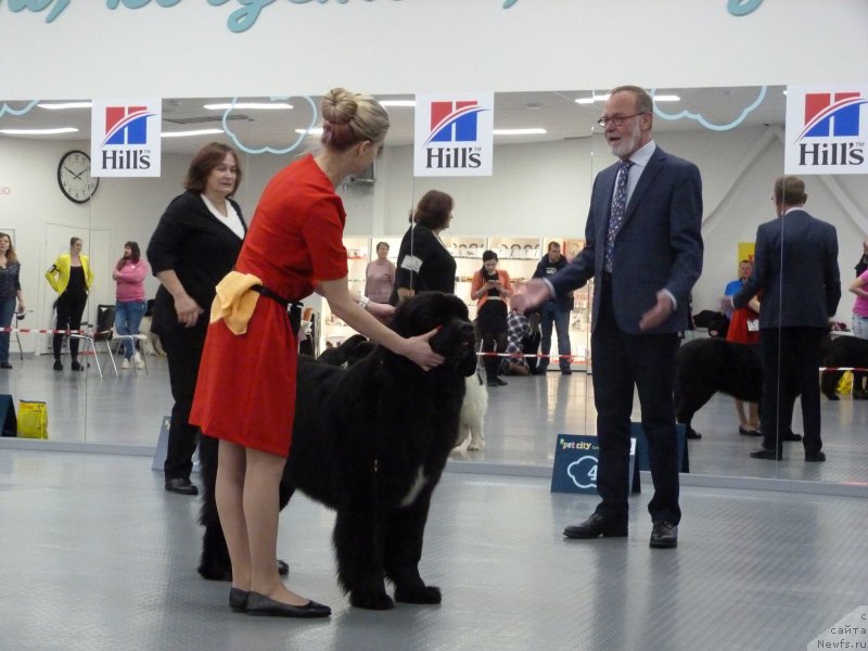 Фото: ньюфаундленд YElis Blyuz Podarok Sud'byi (Элис Блюз Подарок Судьбы)