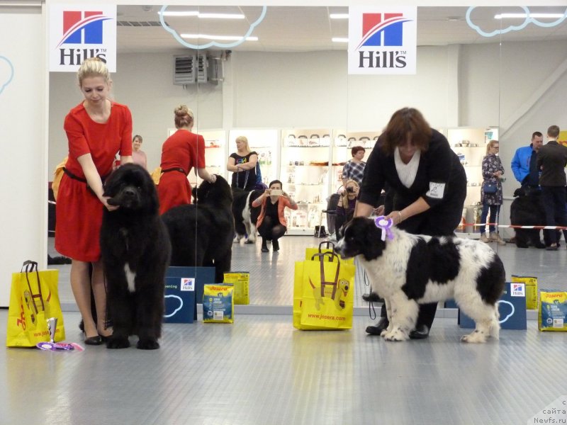 Фото: ньюфаундленд YElis Blyuz Podarok Sud'byi (Элис Блюз Подарок Судьбы)