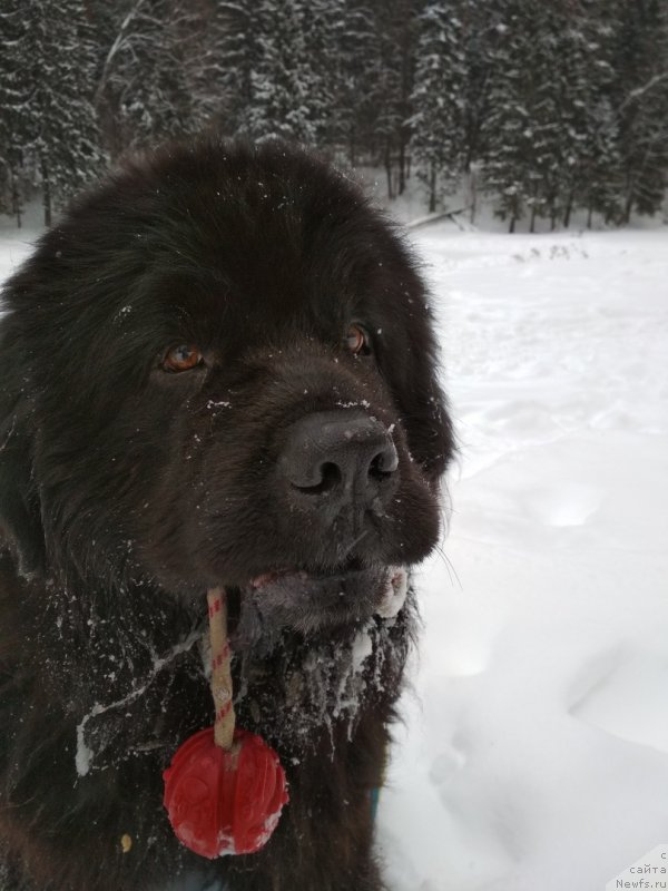 Фото: ньюфаундленд Matvey s Berega Dona (Матвей с Берега Дона)