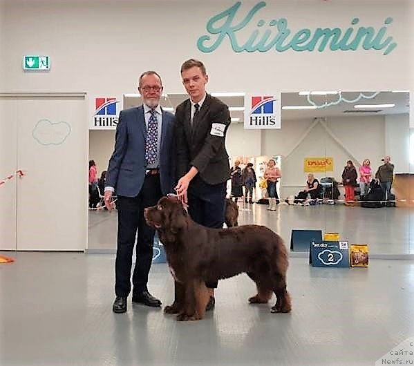 Фото: ньюфаундленд Brownblood MSK Alpina Guardian Soul (Браунблад МСК Альпина Гуардиан Соул)