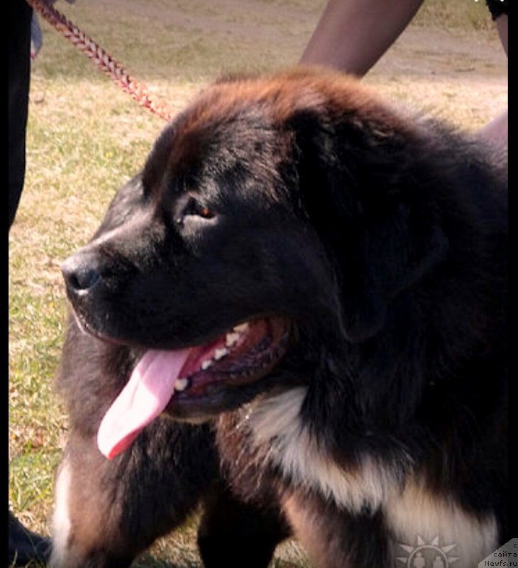 Фото: Assol'tenderness Aqua Pearl (Ассоль)