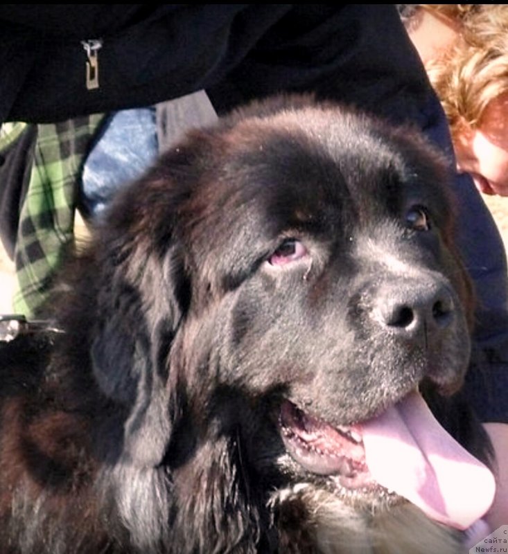 Фото: Assol'tenderness Aqua Pearl (Ассоль)