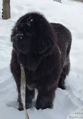 Фото: ньюфаундленд Shandley Perunov Tsvet From the Country of the Titans (Shandley Perunov Tsvet From the Country of the Titans)
