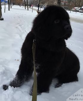 Фото: ньюфаундленд Shandley Perunov Tsvet From the Country of the Titans (Shandley Perunov Tsvet From the Country of the Titans)