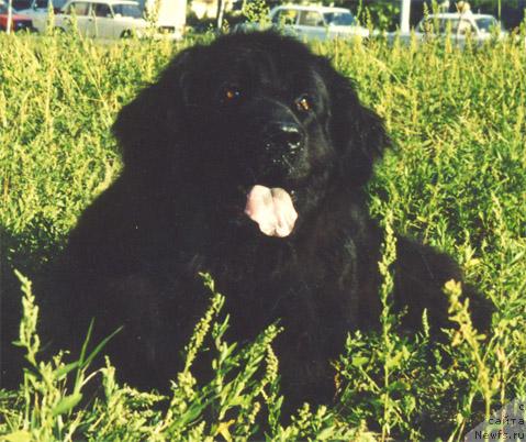 Фото: ньюфаундленд Aydana Bin-Biy (Айдана Бин-Бий)