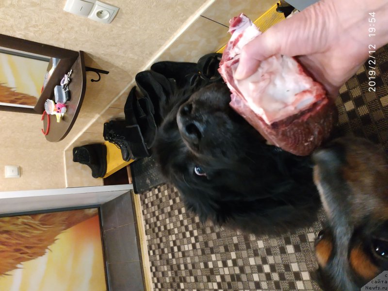 Фото: ньюфаундленд Kaiden Playful (Кайден Плейфул)