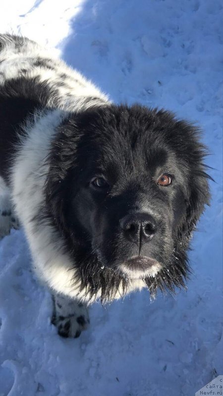 Фото: ньюфаундленд Obush Shed Kiseynaya Baryshnya (Обуш Шед Кисейная Барышня)