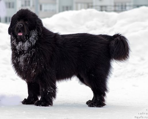Фото: ньюфаундленд Inviting Look of Love (Инвайтинг Лук оф Лав), ньюфаундленд Inviting Look of Love (Инвайтинг Лук оф Лав)