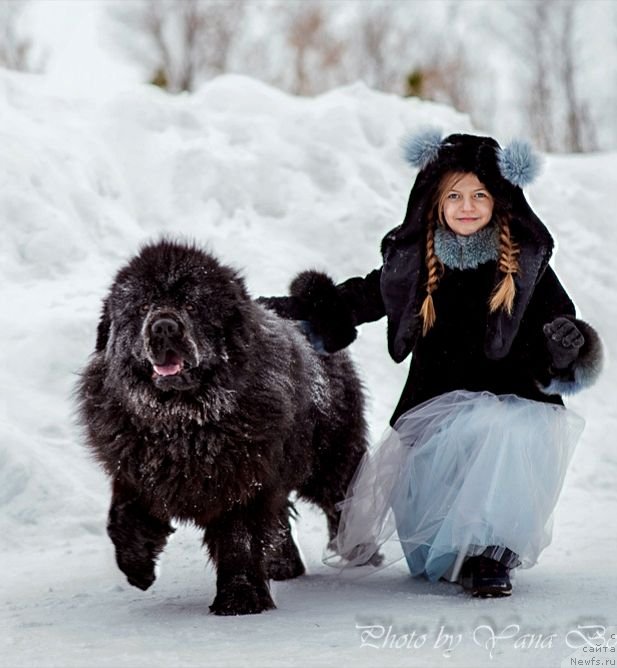 Фото: ньюфаундленд Inviting Look of Love (Инвайтинг Лук оф Лав)