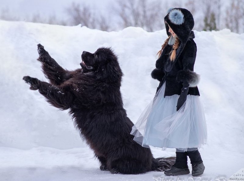 Фото: ньюфаундленд Inviting Look of Love (Инвайтинг Лук оф Лав)