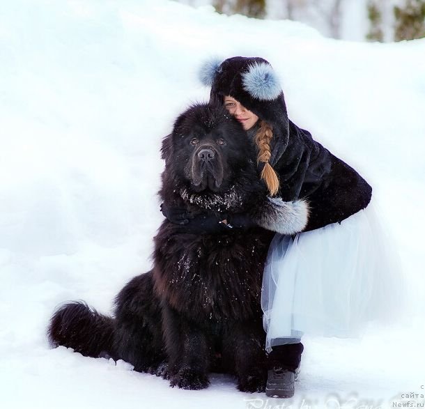 Фото: ньюфаундленд Inviting Look of Love (Инвайтинг Лук оф Лав)