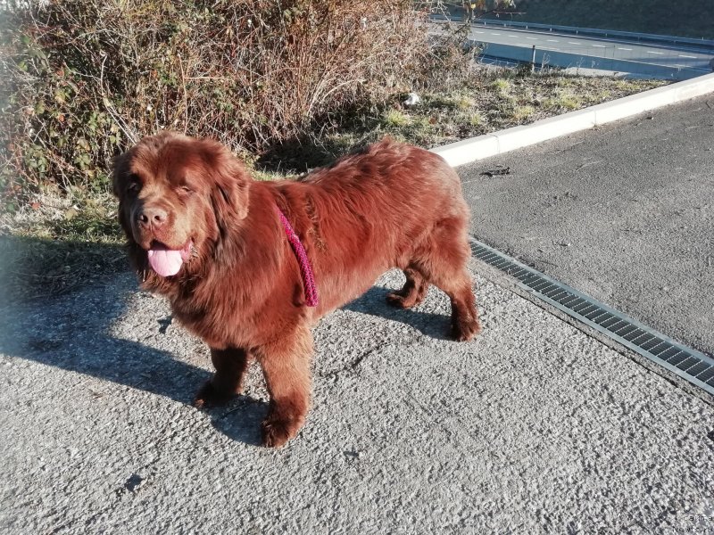 Фото: ньюфаундленд Obush Shed Inu No Kuma (Обуш Шед Ину Но Кума)