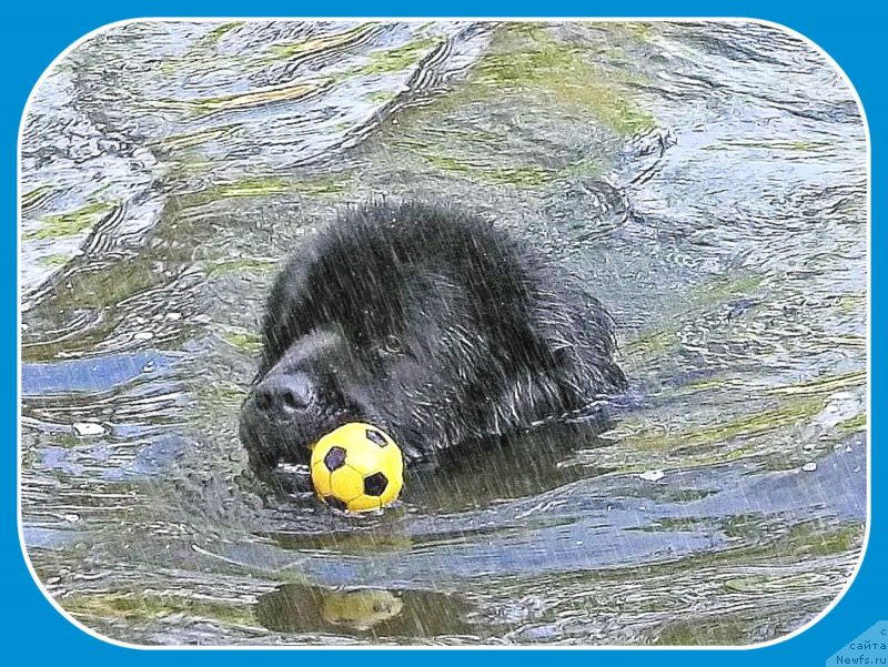 Фото: ньюфаундленд Matvey s Berega Dona (Матвей с Берега Дона)