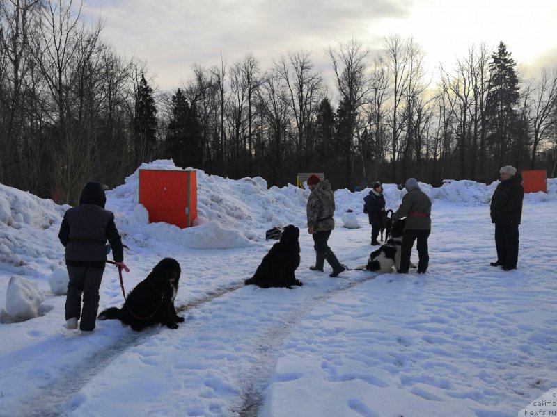 Фото: ньюфаундленд Alis Blues Perfect Panda (Элис Блюз Перфект Панда), ньюфаундленд Njufort Amanda Blum (Ньюфорт Аманда Блум), ньюфаундленд May Frend N'yufi Vula Velikolepnaya (Май Френд Ньюфи Вула Великолепная), Elena Rozanova (Елена Розанова), Aleksandr Burmistrov (Александр Бурмистров), Ol'ga Malyihina (Ольга Малыхина)