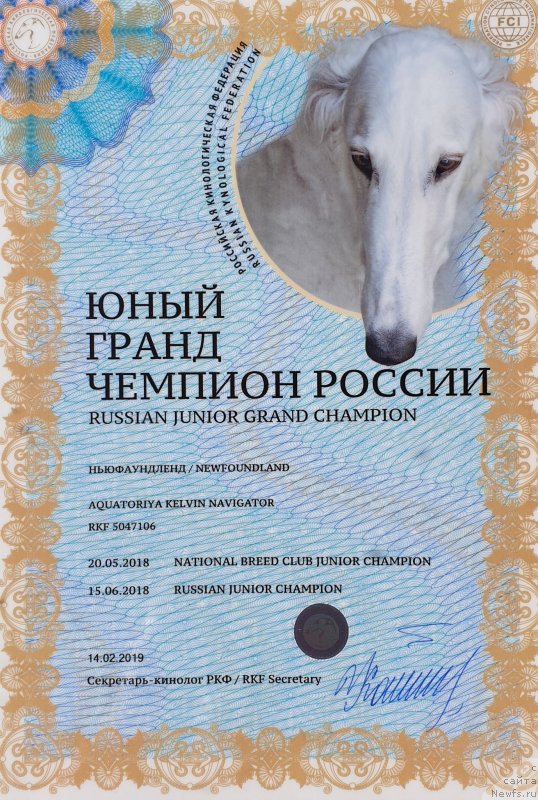 Фото: ньюфаундленд Aquatoriya Kelvin Navigator (Акватория Келвин Навигатор)