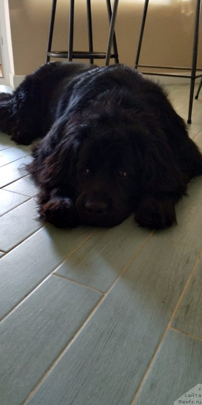 Фото: ньюфаундленд YAnira CHernaya Jemchujina (Янира Черная Жемчужина)