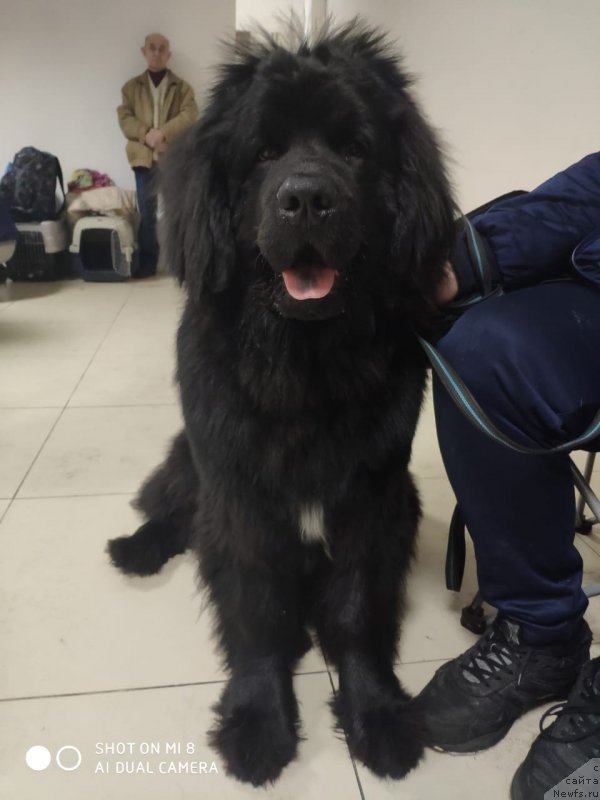 Фото: ньюфаундленд YAson Sandor Hiler (Ясон Сандор Хилер)